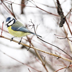 Close-up of bird perching on branch