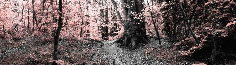 Panoramic shot of trees in forest