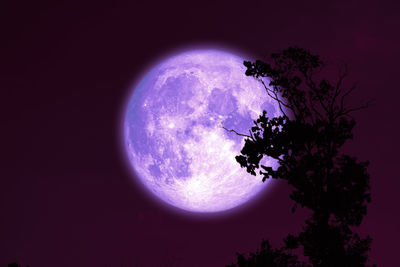 Low angle view of silhouette tree against sky at night