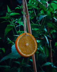 Close-up of orange fruit on plant
