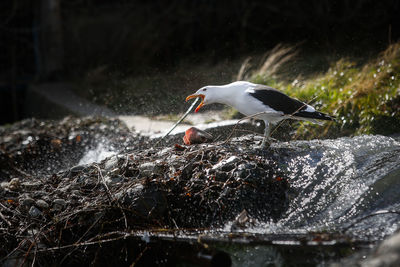 Seagull perching on a lake