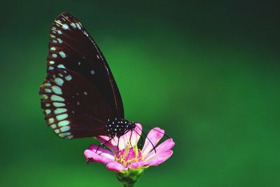 Close-up of butterfly pollinating on flower