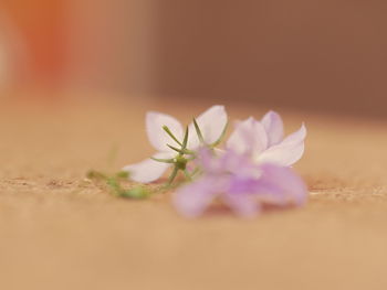 Close-up of pink flower