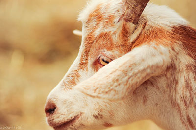 Close-up of goat against field