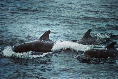 Dolphins swimming in sea