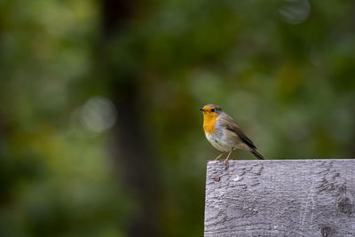 Close-up of bird perching on wooden post