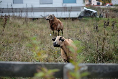 Goats on grassy field by house