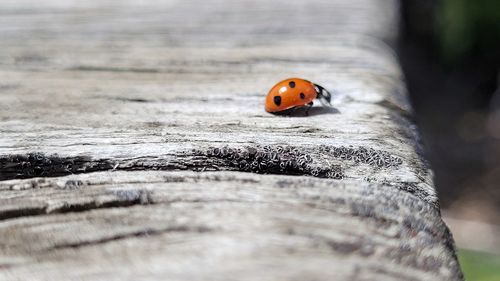 Close-up of ladybug on wood