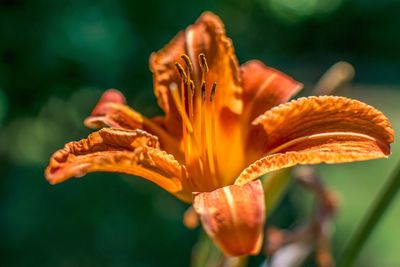 Close-up of day lily blooming outdoors