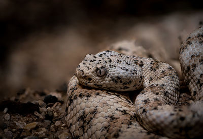 Close-up of snake