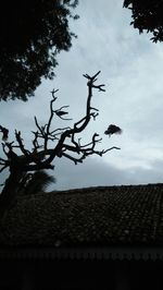 Low angle view of a bird flying over roof