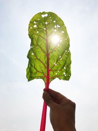 Cropped hand holding leaf against clear sky