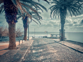 Scenic view of palm trees by sea against sky