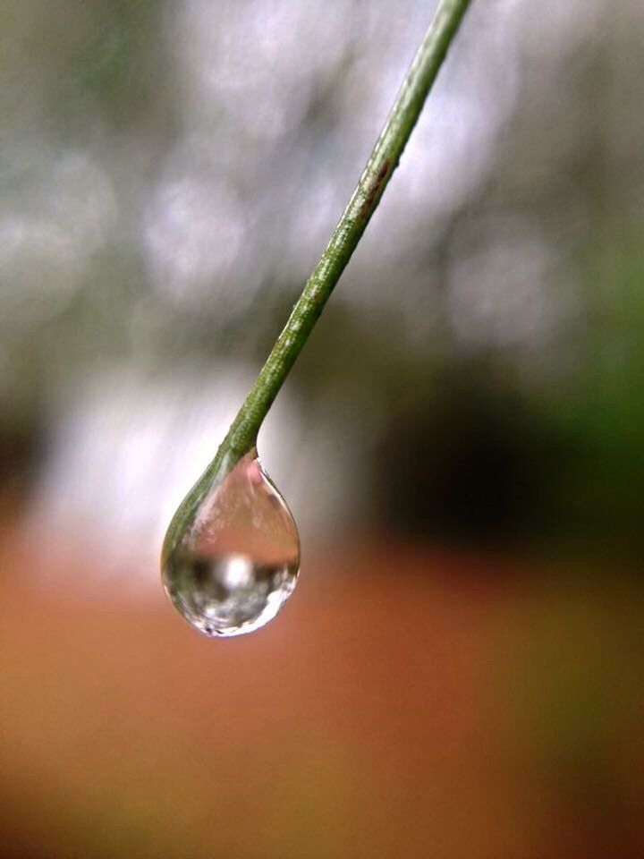 close-up, focus on foreground, drop, wet, selective focus, water, fragility, nature, dew, purity, growth, twig, stem, beauty in nature, freshness, hanging, rain, no people, green color, plant