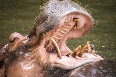 Close-up of hippo splashing water