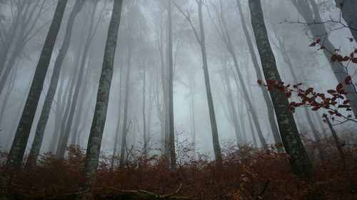 Trees growing in forest