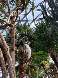 Low angle view of bird on tree trunk