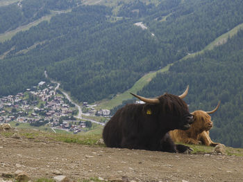 View of a sheep on a land