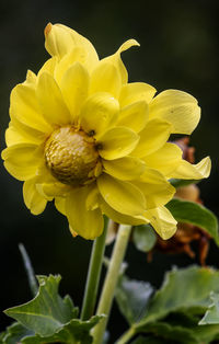 Close-up of yellow flowering plant