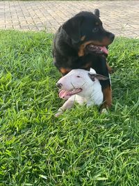 High angle view of dog relaxing on field