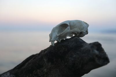 Close-up of turtle on rock