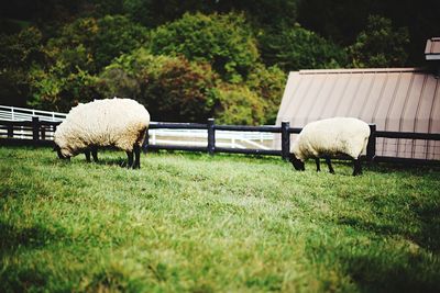 Sheep grazing on field against trees