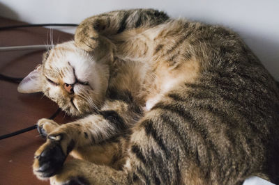 Close-up of sleeping cat