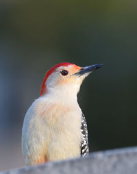 Red-bellied woodpecker