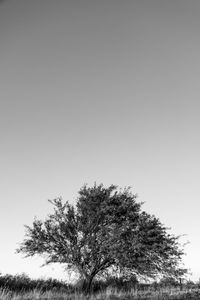 Low angle view of trees against clear sky