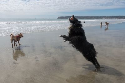 Dog running on beach against sky