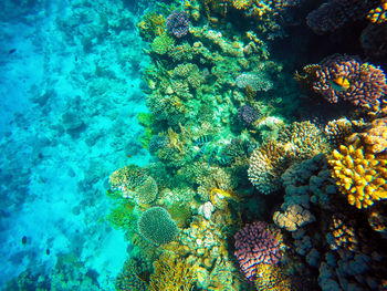 View of fish underwater