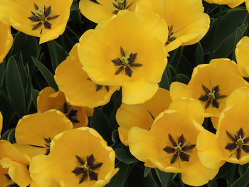 Close-up of yellow flowers blooming outdoors