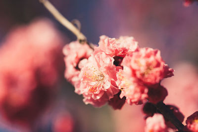 Close-up of pink flowers