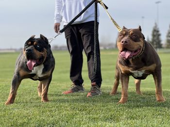 Dogs on grassy field