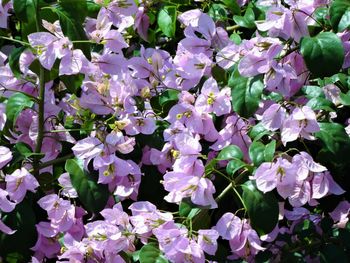 Close-up of fresh flowers blooming in garden
