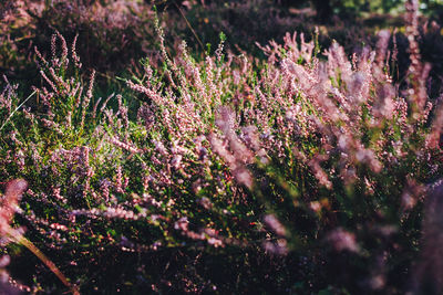 Close-up of purple flowering plants on field