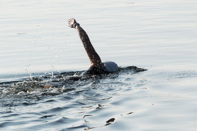 Close-up of duck swimming in sea