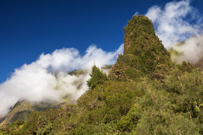 Low angle view of trees on mountain against sky