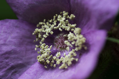 Close-up of purple flowering plant