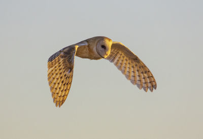Low angle view of barn owl flying against clear sky