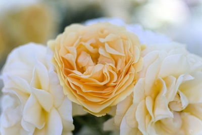 Close-up of fresh rose blooming outdoors
