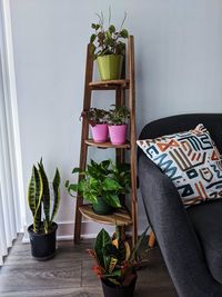 Potted plants on table at home