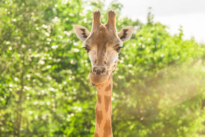 Portrait of giraffe