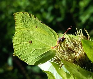 Close-up of insect on plant