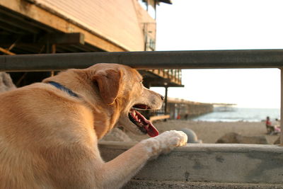 Close-up of dog