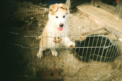 High angle view of dog