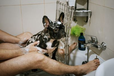 Midsection of a dog in the bathtub