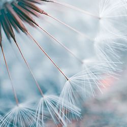 Close-up of dandelion against blurred background