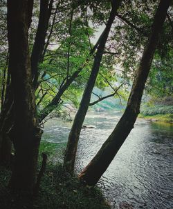 Trees in forest