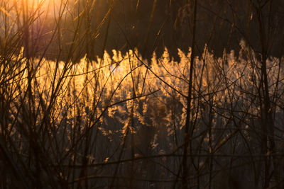 Close-up of silhouette plants during sunset